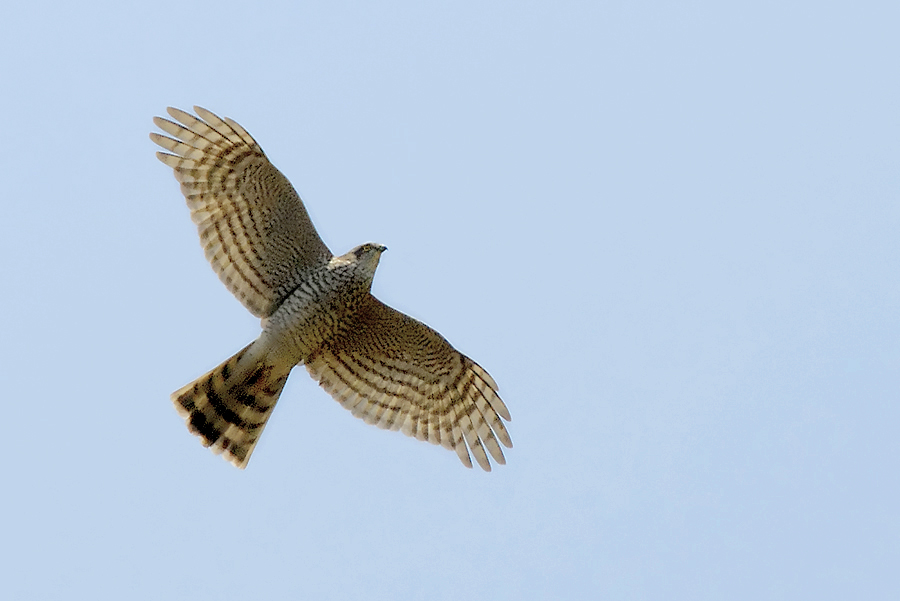 Eurasian sparrowhawk (Accipiter nisus) — Year-round resident and migrant in Georgia — Christian Knoch