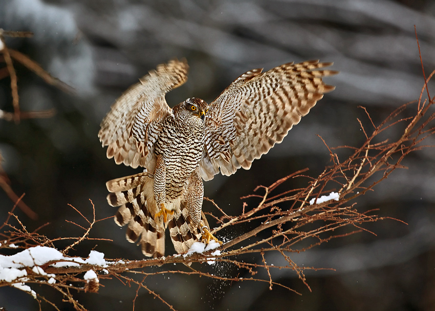 Eurasian sparrowhawk (Accipiter nisus) — Herálec — Martin Mecnarowski
