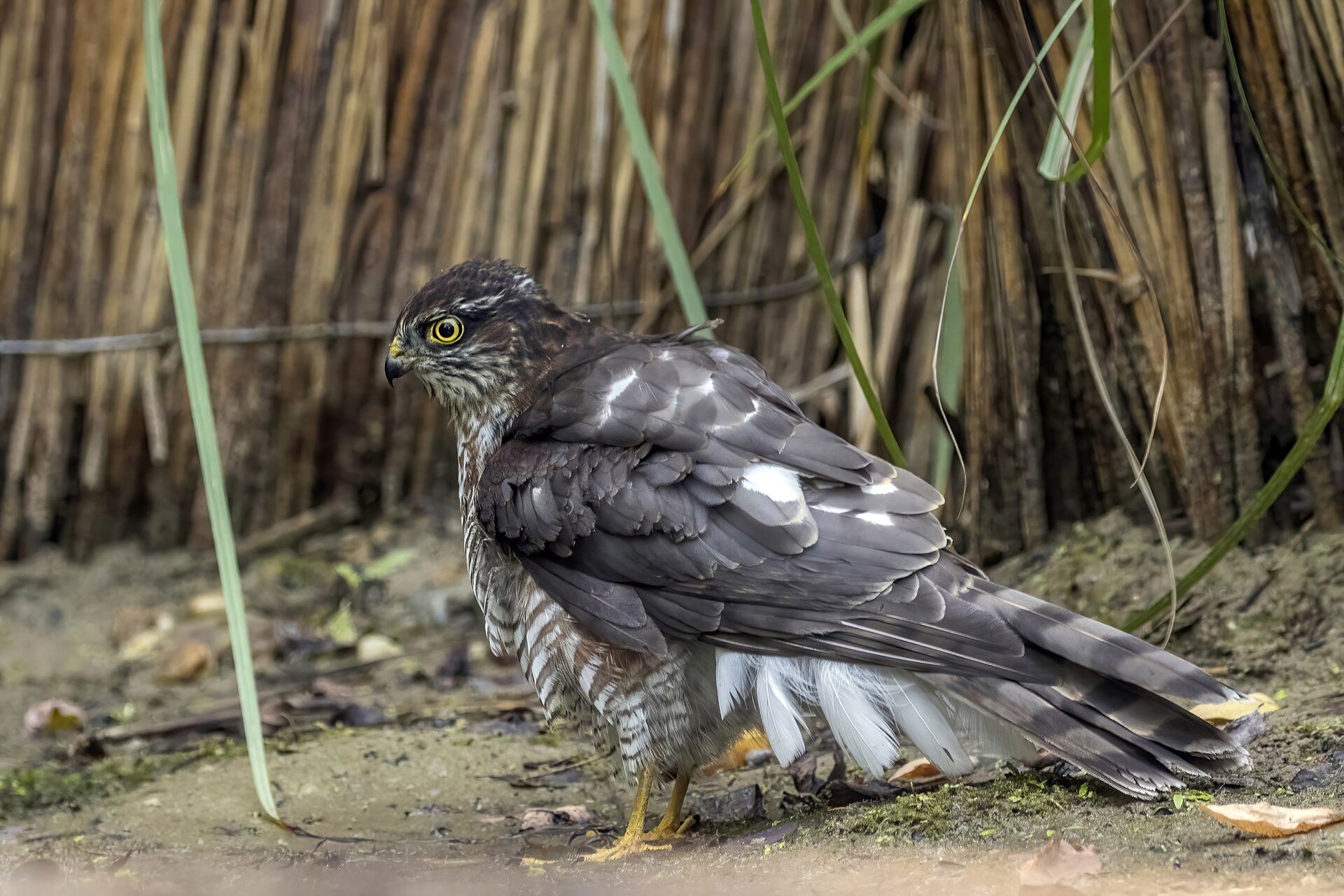 Eurasian sparrowhawk (Accipiter nisus) — near Kecskemét — Charles J. Sharp