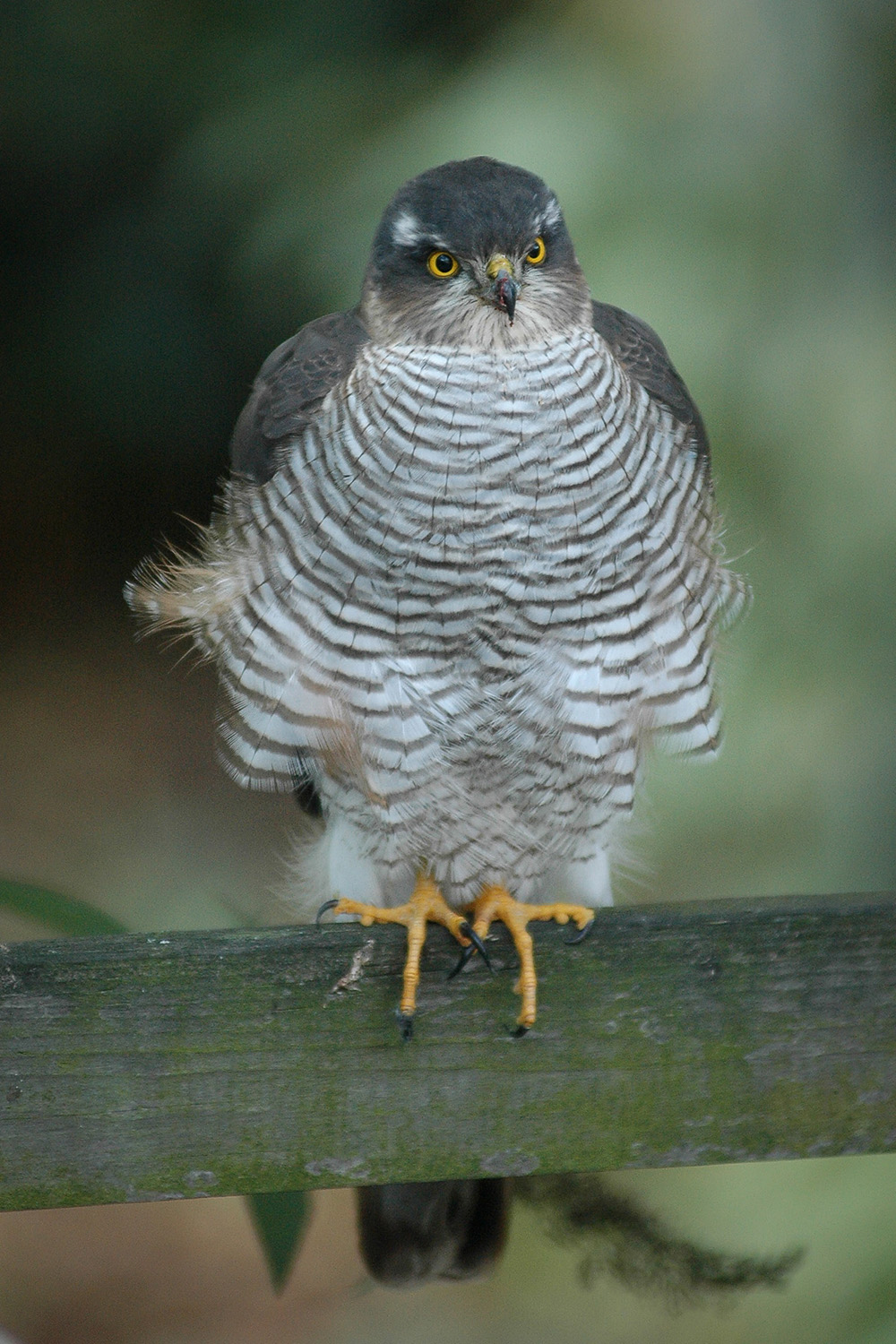 Eurasian sparrowhawk (Accipiter nisus) — Betuwe, Gelderland — Meneer Zjeroen