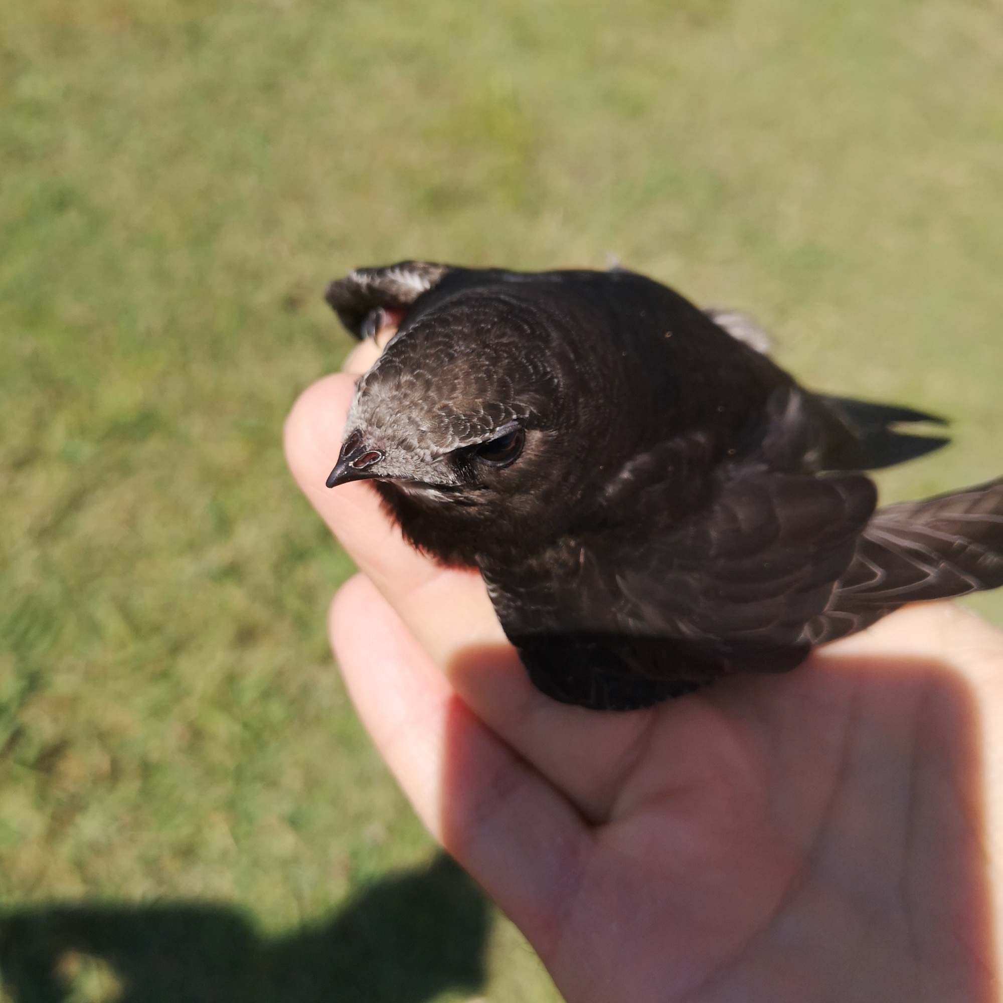 Common swift (Apus apus) — Ponte de Lima — euqirneto