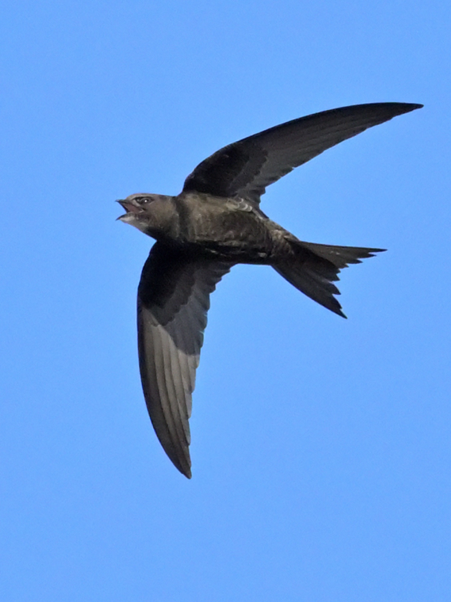 Common swift (Apus apus) — Paço de Arcos — Luis Ferreira