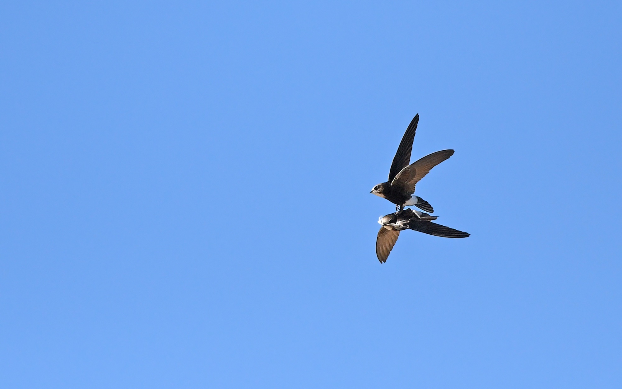 Common swift (Apus apus) — Chipiona, Cádiz — Christoph Moning