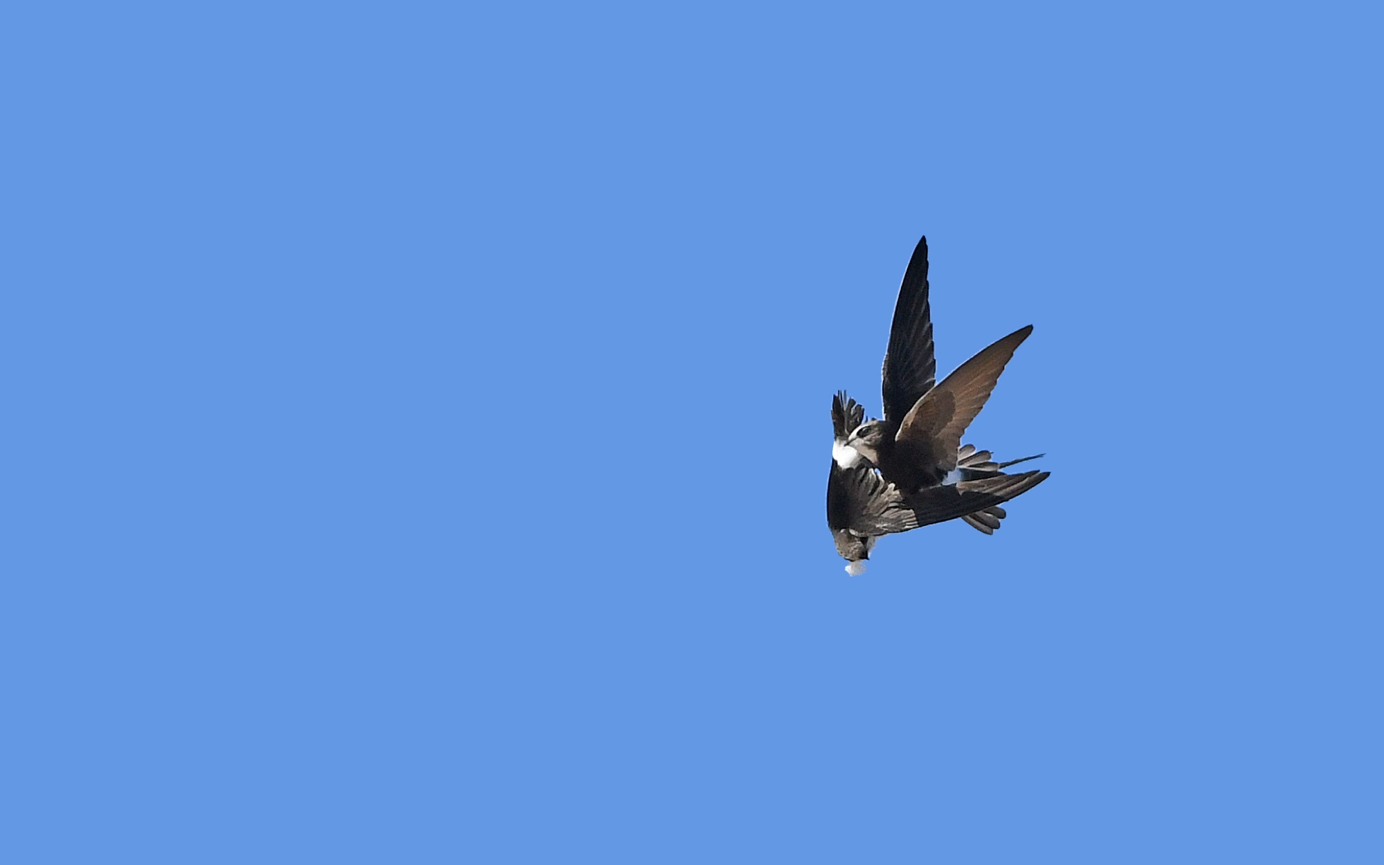 Common swift (Apus apus) — Chipiona, Cádiz — Christoph Moning