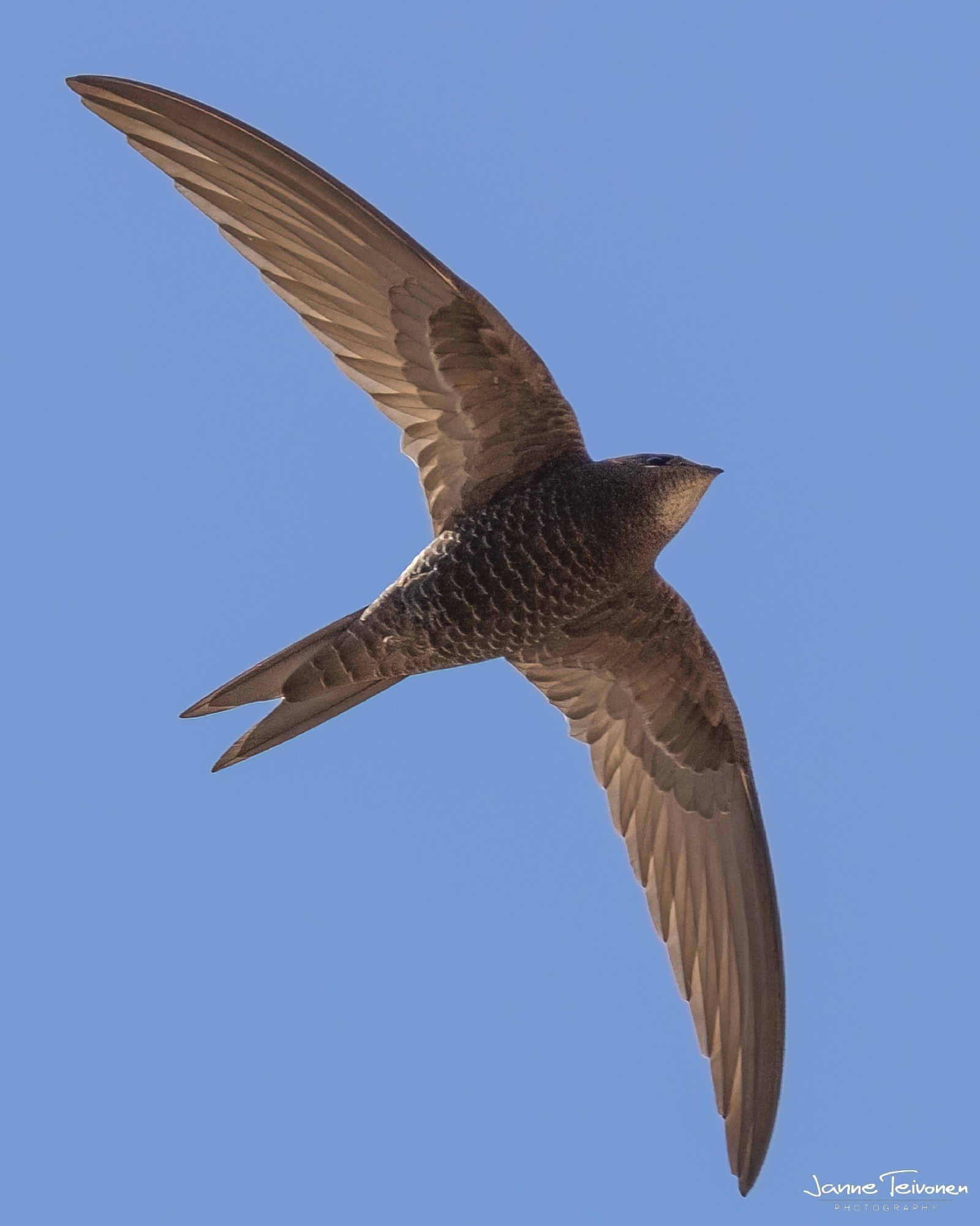 Common swift (Apus apus) — Dubrovnik — Janne Teivonen