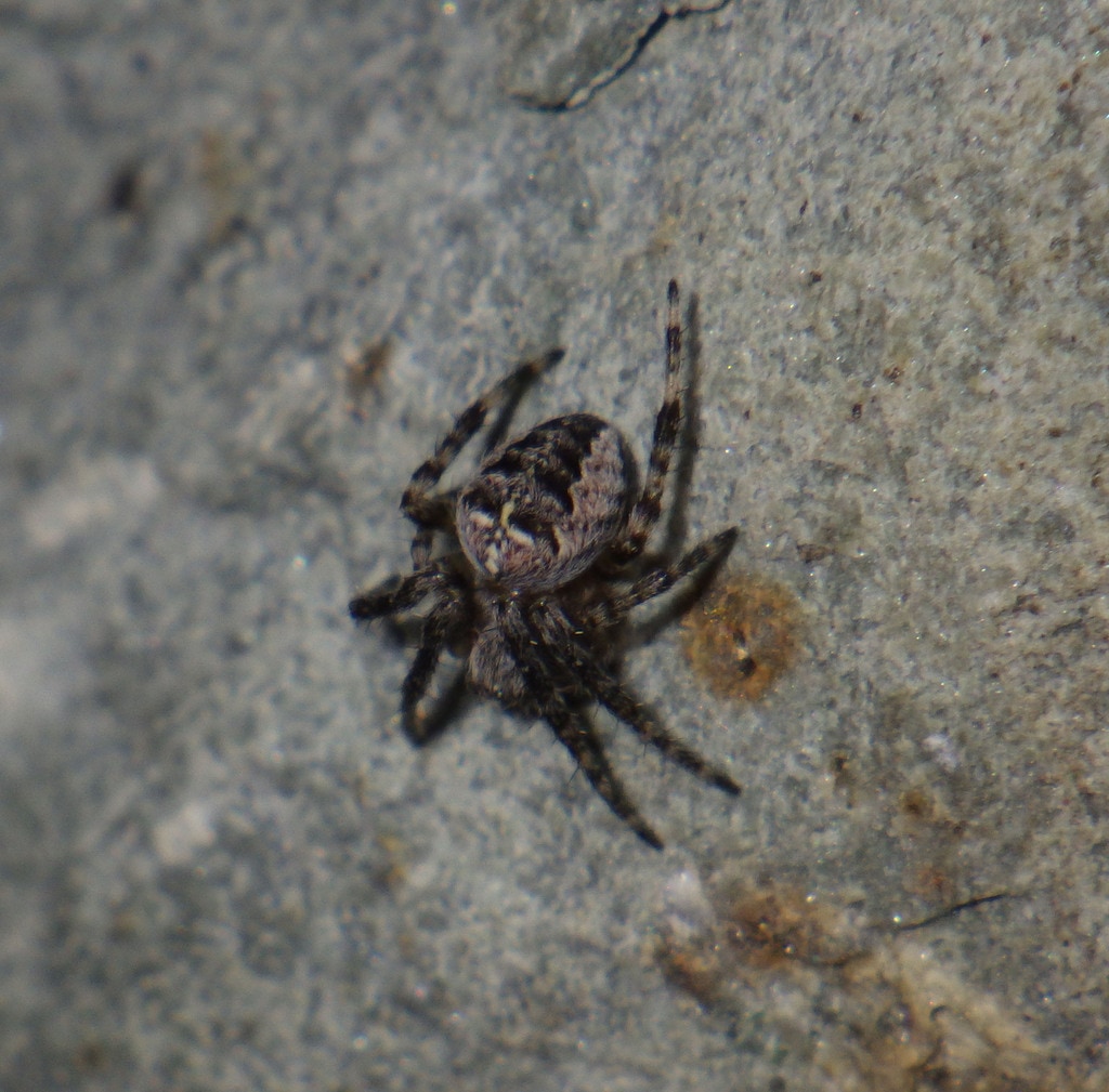 ჩვეულებრივი ჯვრიანა (Araneus diadematus) — ყაზბეგი — Andreas Manz