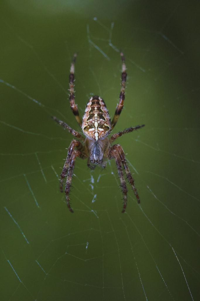 ჩვეულებრივი ჯვრიანა (Araneus diadematus) სამცხე-ჯავახეთი; საქართველოში დადასტურებულია