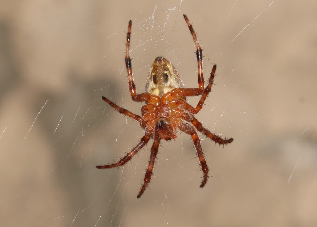 ჩვეულებრივი ჯვრიანა (Araneus diadematus) — თბილისი — დავით თაბაშიძე