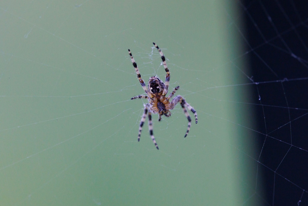 ჩვეულებრივი ჯვრიანა (Araneus diadematus) — ყაზბეგი — გიორგი ნაცვლიშვილი