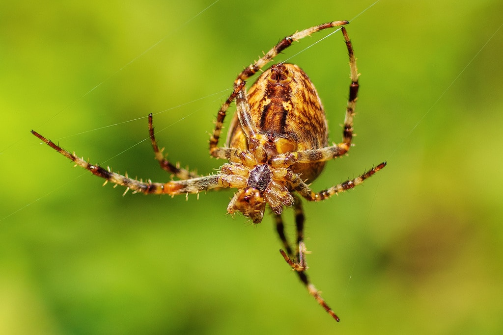 ჩვეულებრივი ჯვრიანა (Araneus diadematus) — ბორჯომი — გოჩა ნემსაძე