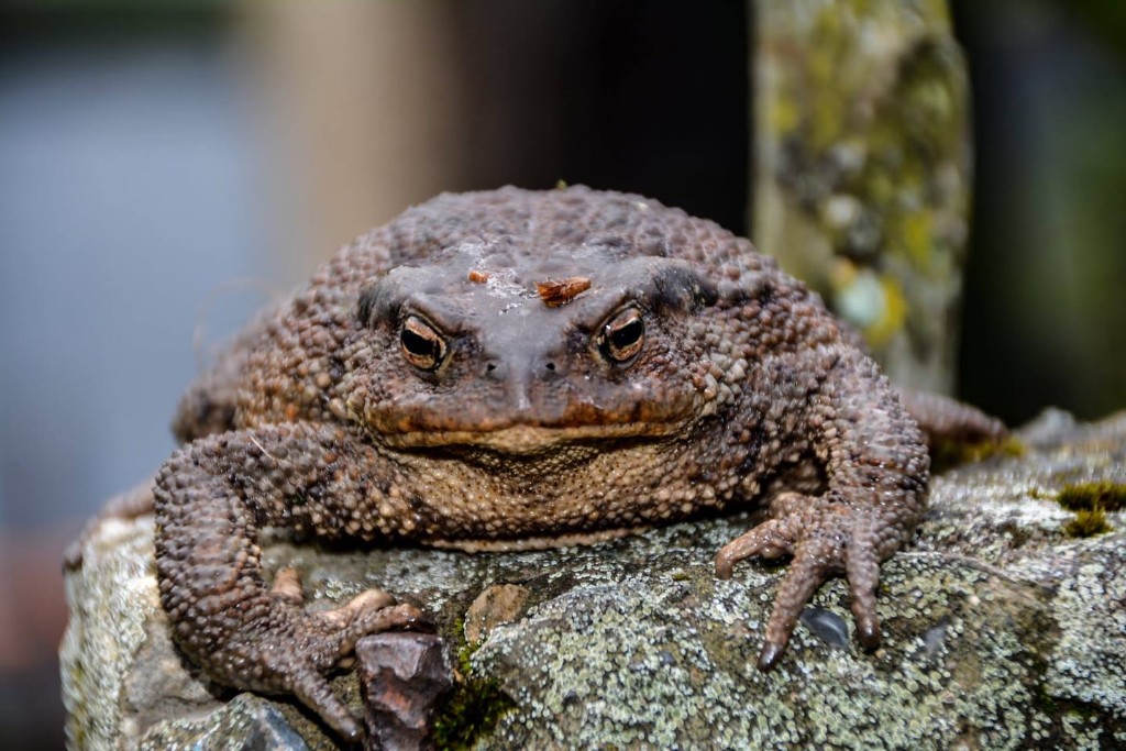 Кавказская жаба (Bufo verrucosissimus) — ბორჯომ-ხარაგაულის ეროვნული პარკი — ზაური ხაჩიძე