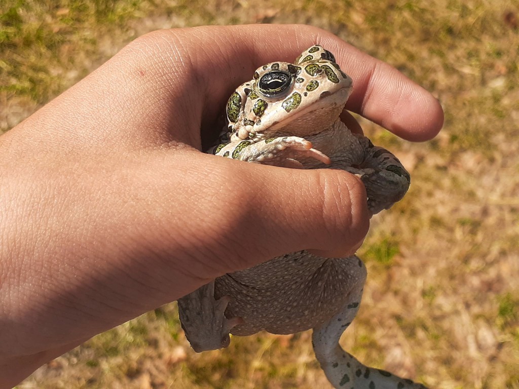 Yeşil karakurbağa (Bufotes viridis) — Gürcistan — açık arazi — იოანე როსტიაშვილი