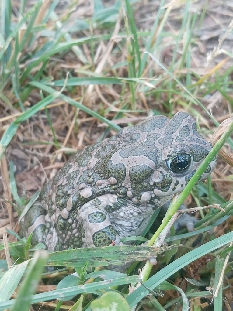 Yeşil karakurbağa (Bufotes viridis) — Gürcistan — açık arazi — ზაქრო სონგულაშვილი