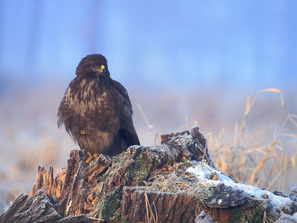 Common buzzard (Buteo buteo) — Year-round resident, migrant and winter visitor in Georgia — Lukasz Lukasik