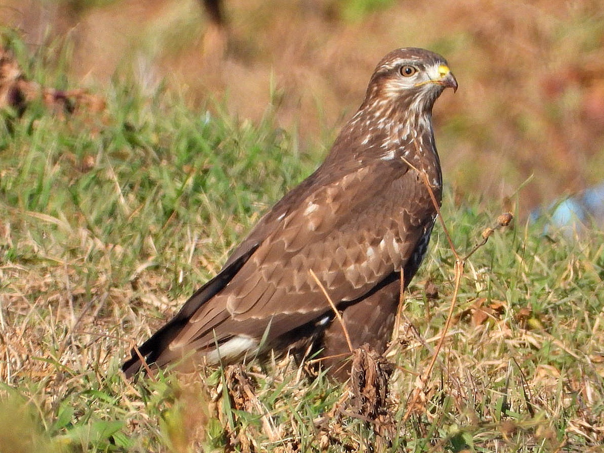 Common buzzard (Buteo buteo) — Besni Fok, Belgrade — VezeIvan