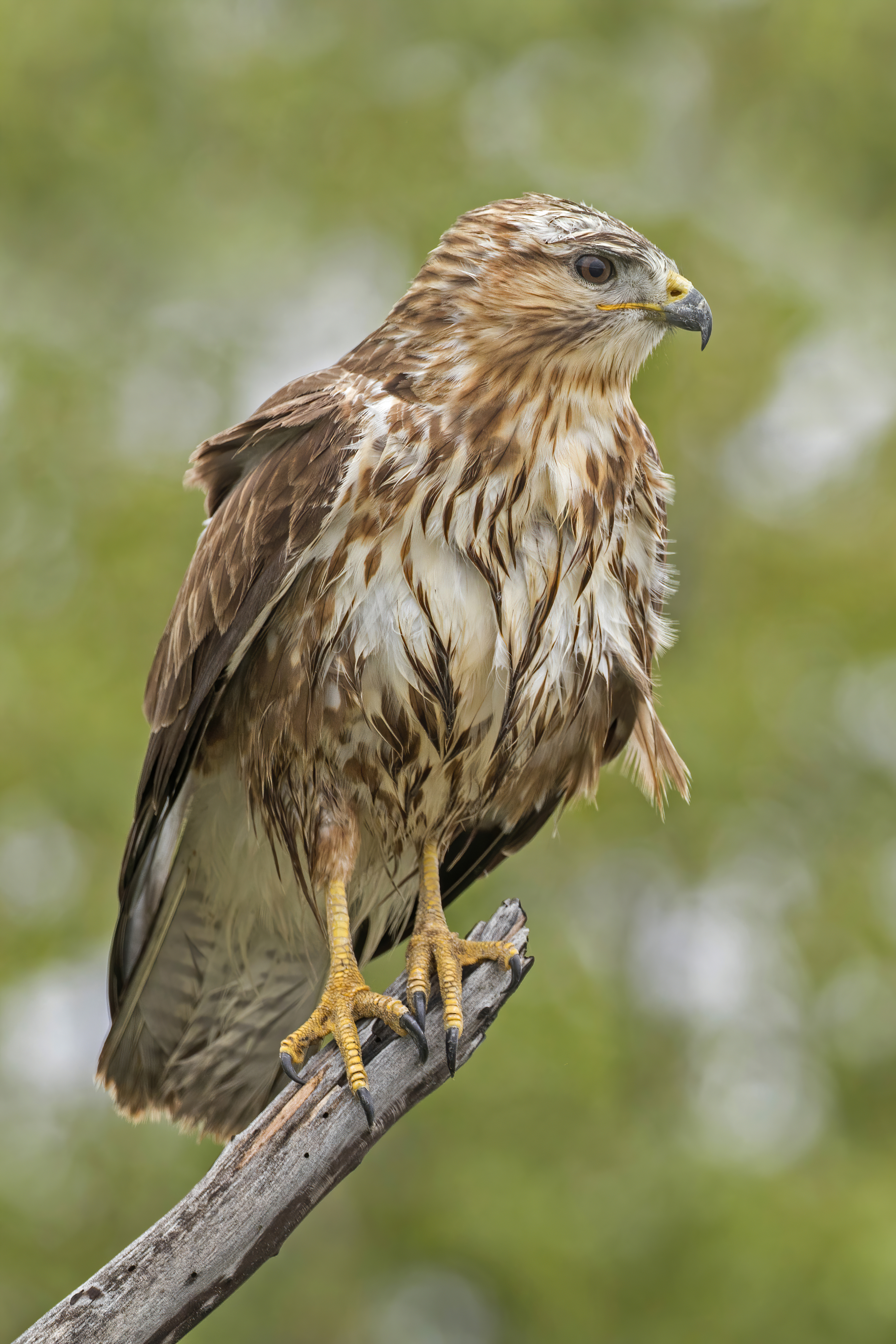 Common buzzard (Buteo buteo) Year-round resident, migrant and winter visitor in Georgia