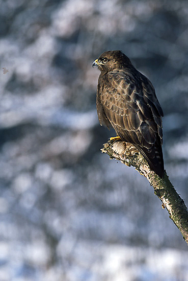 Common buzzard (Buteo buteo) — Year-round resident, migrant and winter visitor in Georgia — Marek Szczepanek