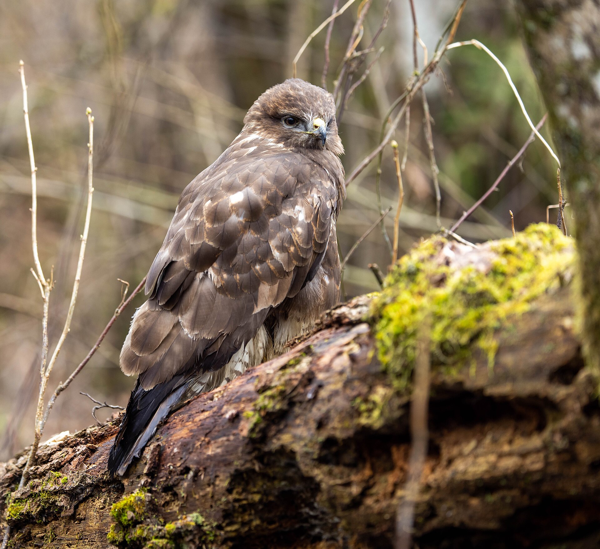 Common buzzard (Buteo buteo) — Log, Slovenia — Yerpo