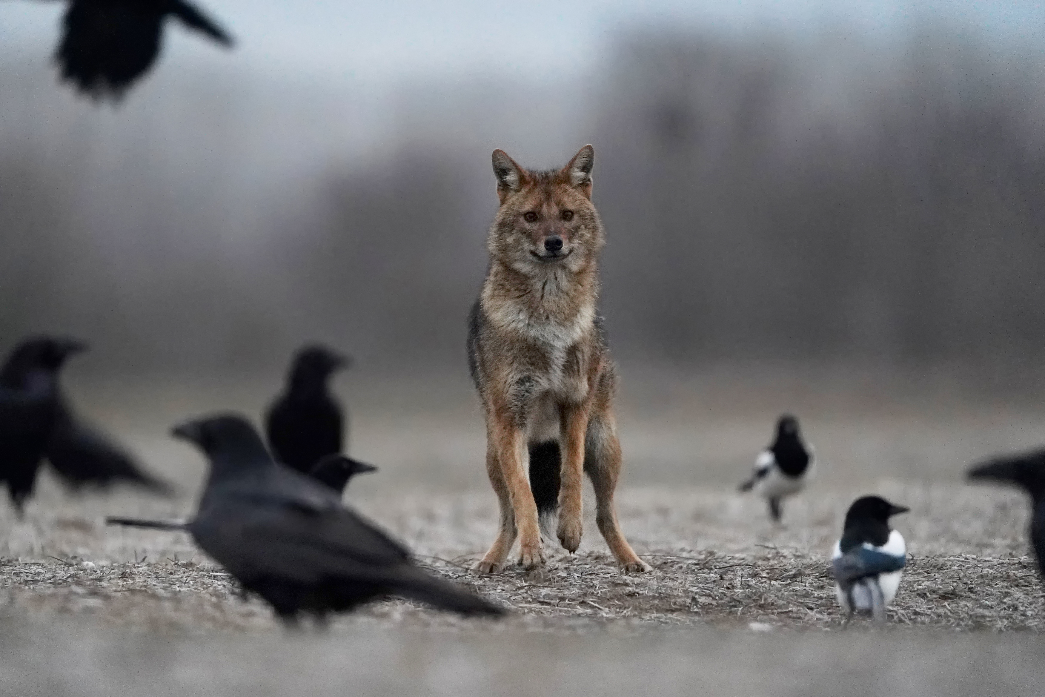 Обыкновенный шакал (Canis aureus) — სერბეთი — Ivan Bukvic