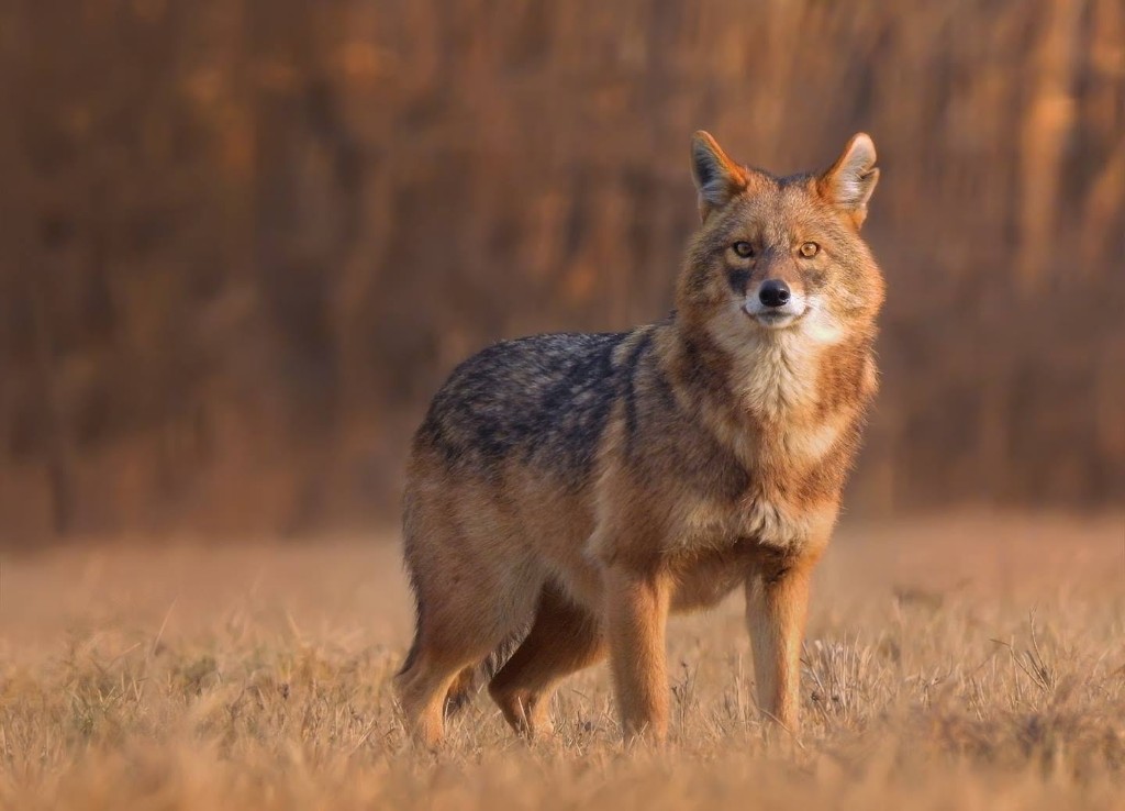 Обыкновенный шакал (Canis aureus) — ლაგოდეხის დაცული ტერიტორიები — ლაგოდეხის დაცული ტერიტორიები