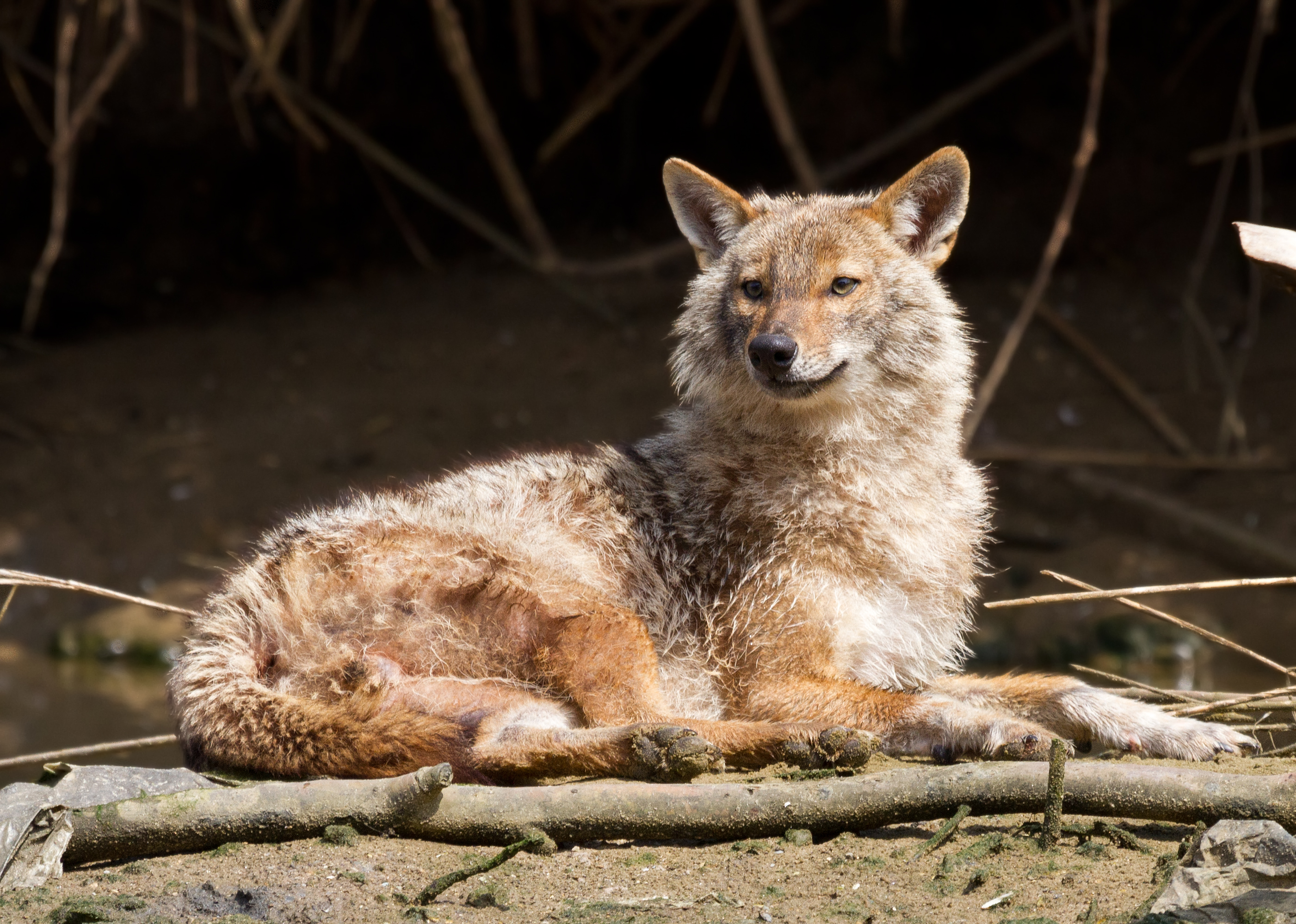 Обыкновенный шакал (Canis aureus) — თელ-ავივი — Вых Пыхманн