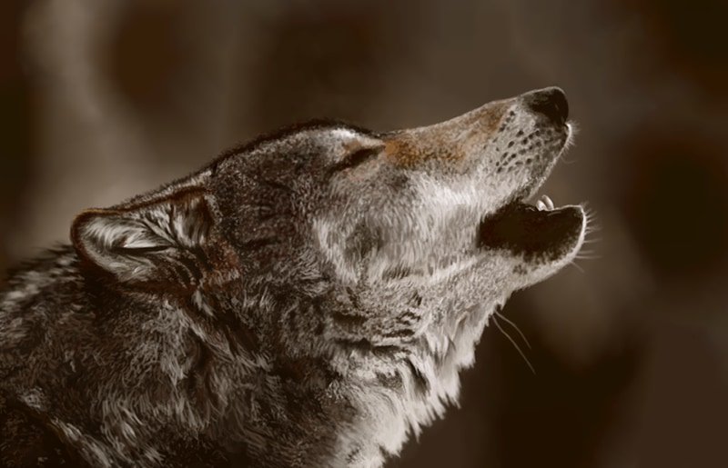 Волк (Canis lupus) — Круглый год в Грузии
