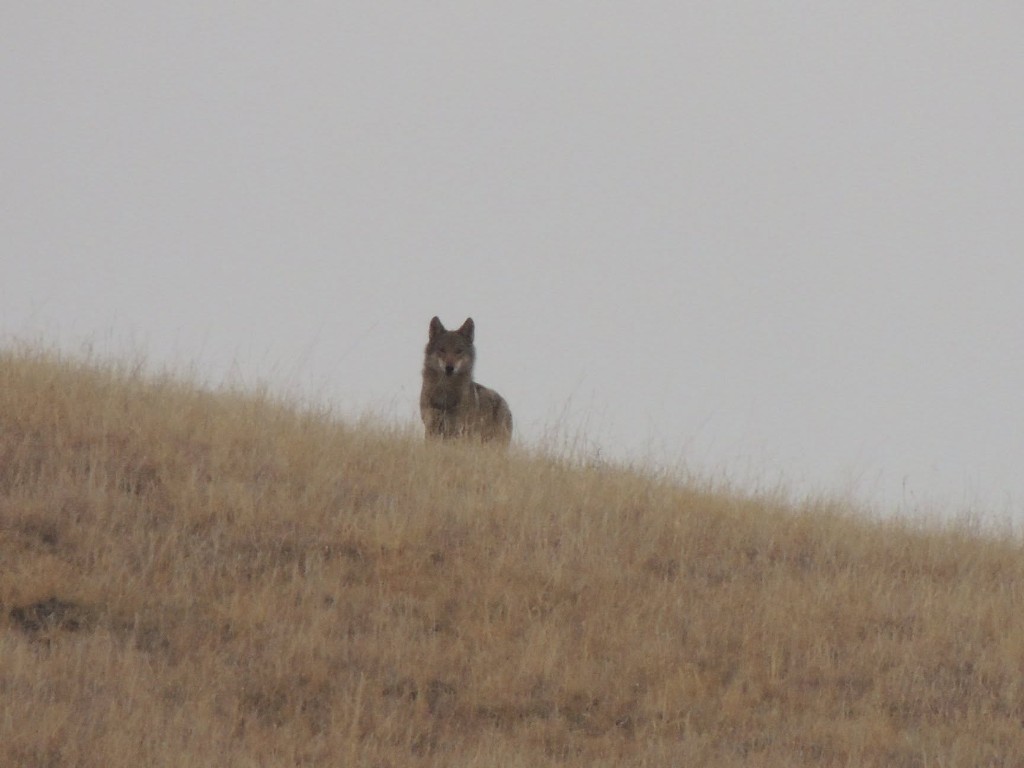 Волк (Canis lupus) — დავით გარეჯის უდაბნო