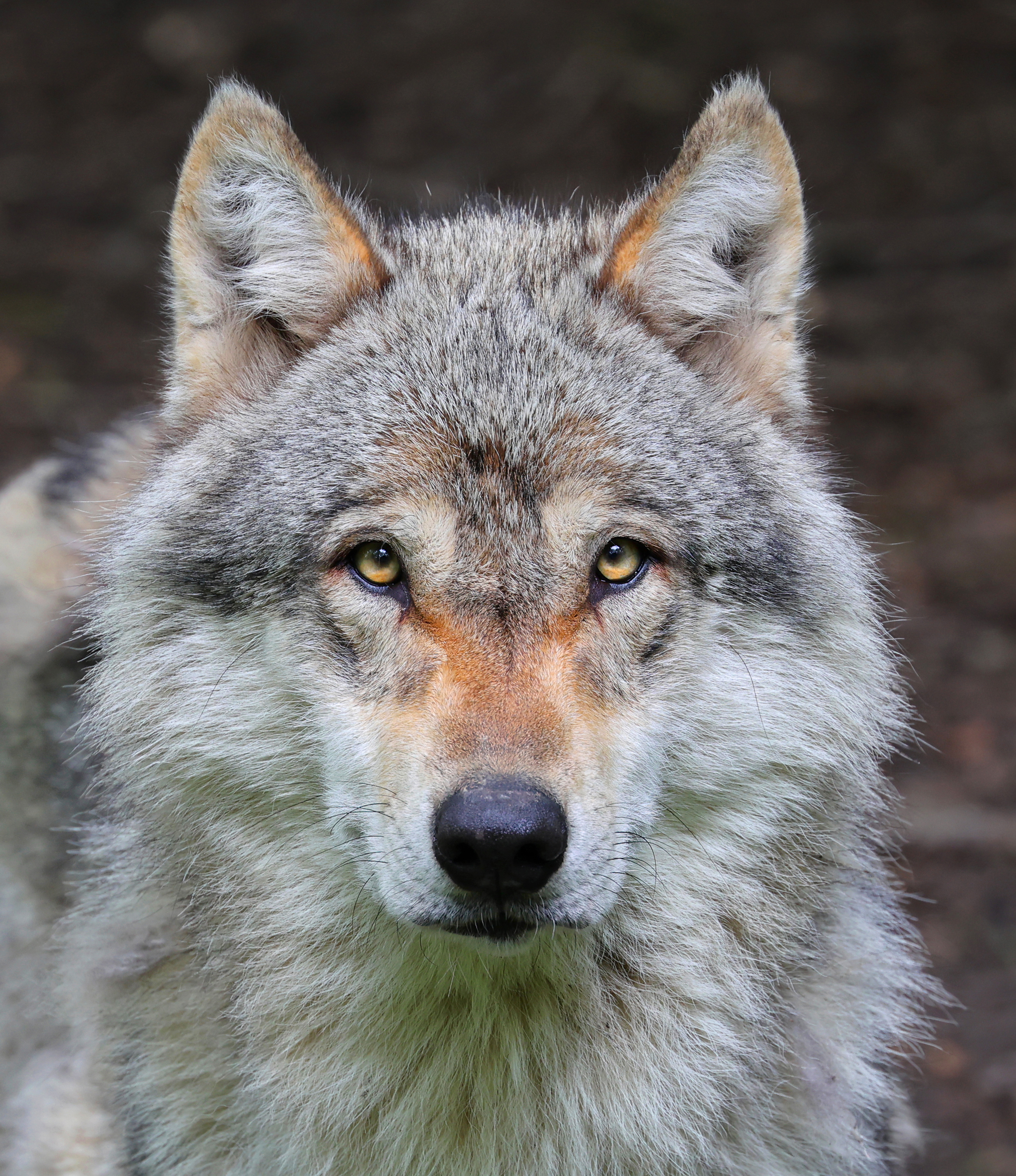 Волк (Canis lupus) — პეშერეი — Clément Bardot