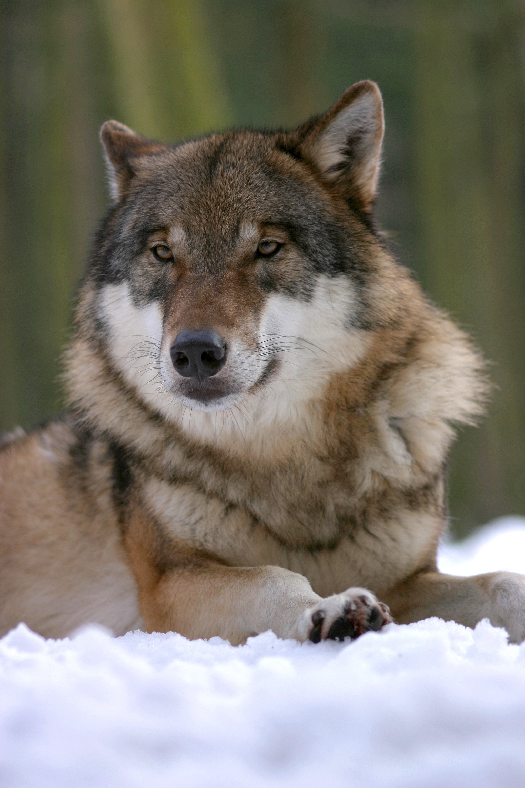 Волк (Canis lupus) — Круглый год в Грузии — Pieter-Paul G