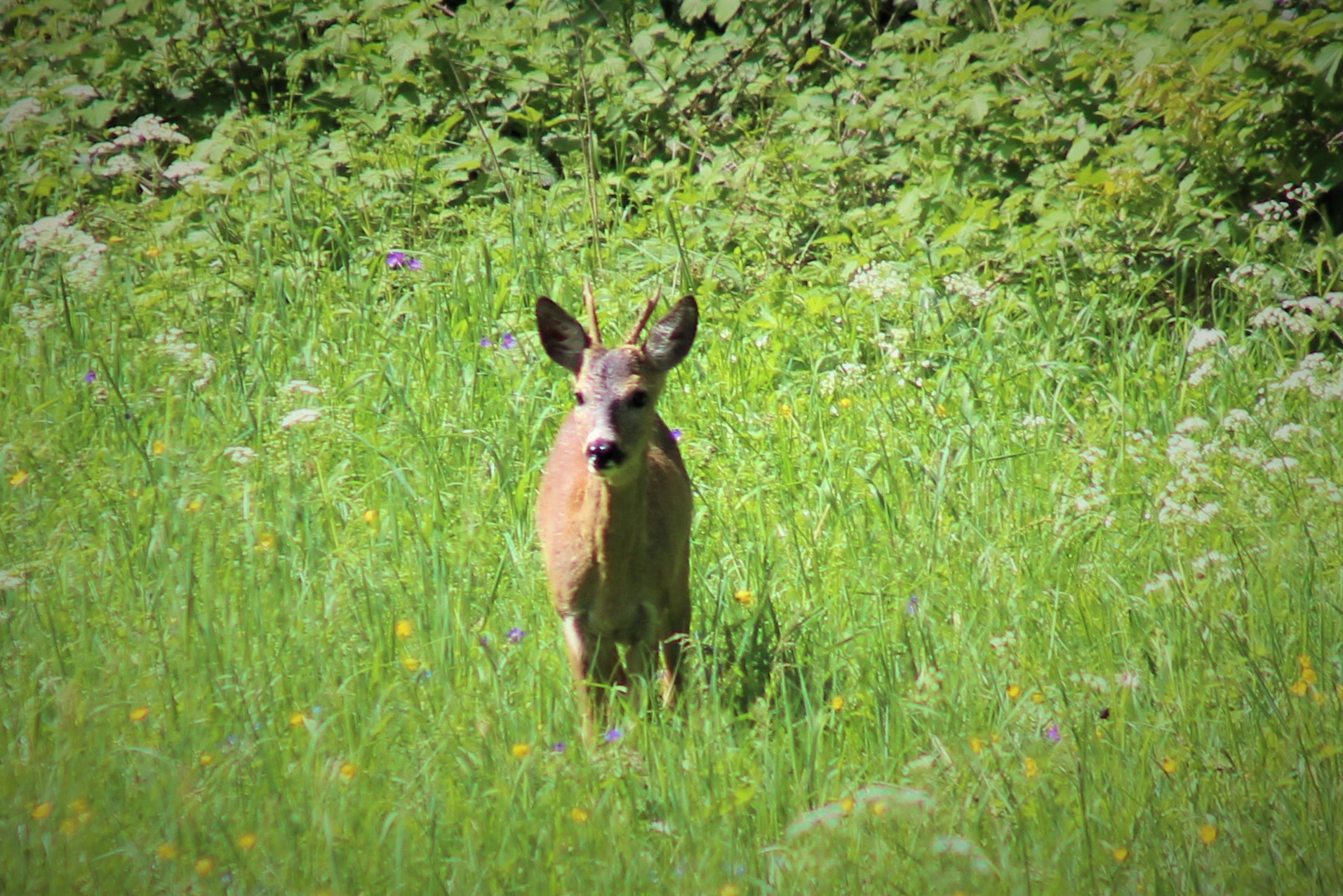 Karaca (Capreolus capreolus) — Gürcistan’da yıl boyu — Netty3979
