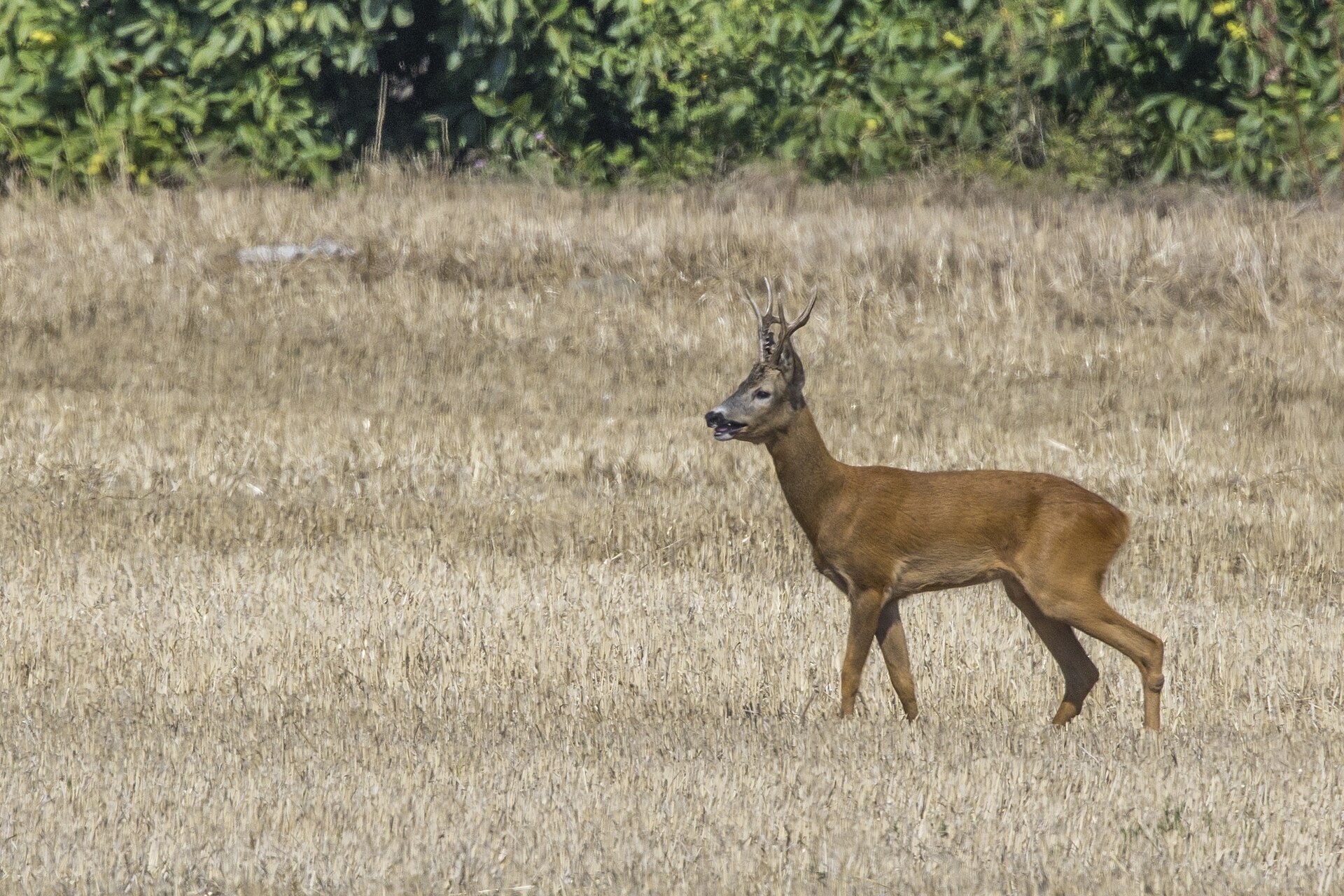 Karaca (Capreolus capreolus) — დობრუჯა — Charles J. Sharp