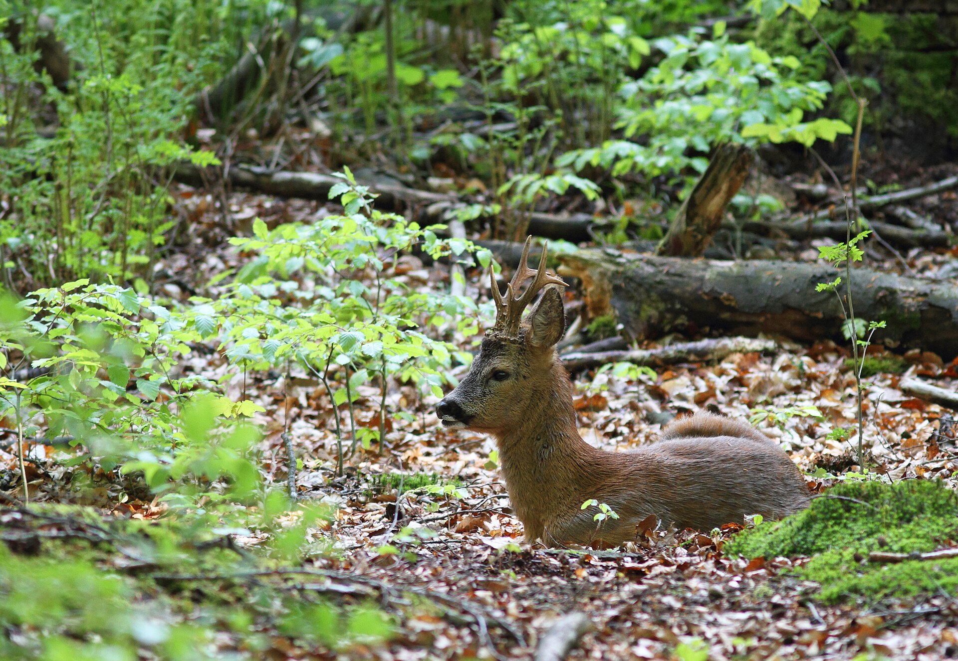 Karaca (Capreolus capreolus) — Gürcistan’da yıl boyu — Bouke ten Cate