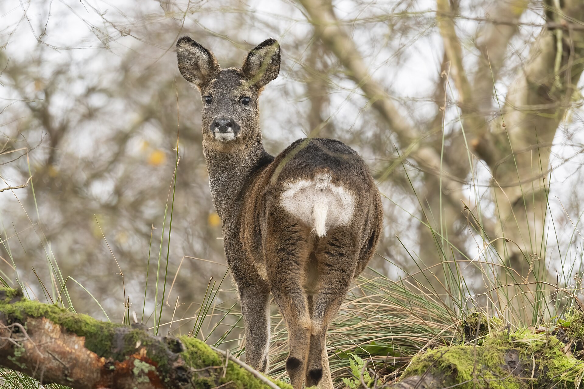 Karaca (Capreolus capreolus) — Gürcistan’da yıl boyu — caroline legg