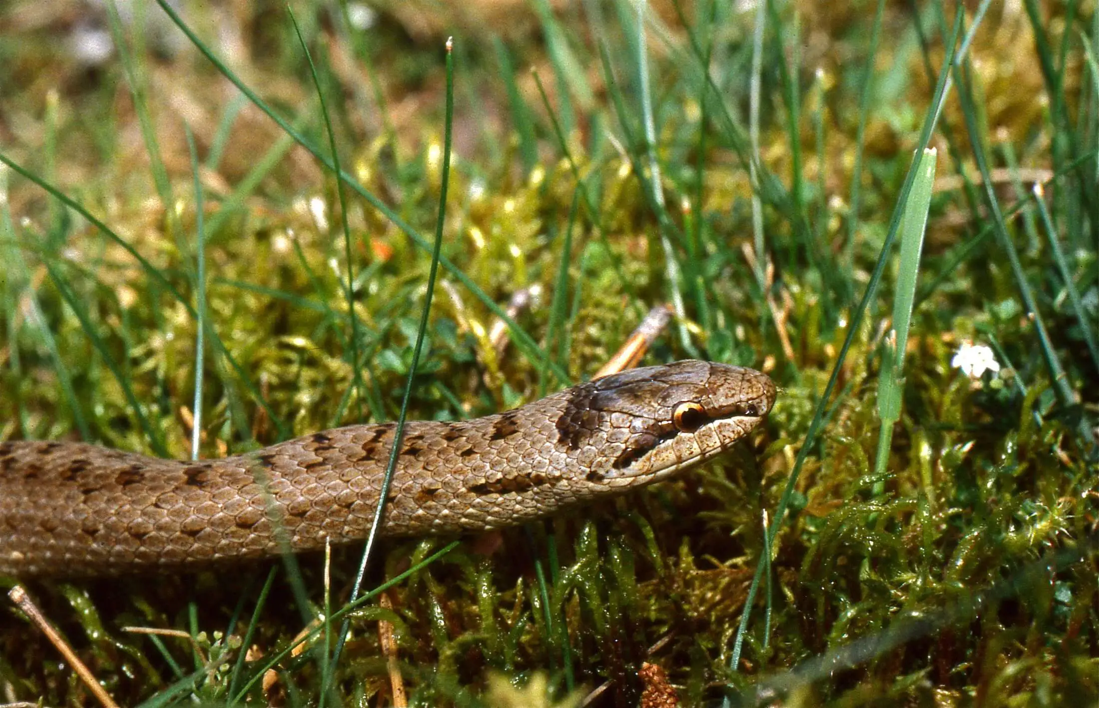 სპილენძა (Coronella austriaca) — საქართველო — ფართოდ გავრცელებული