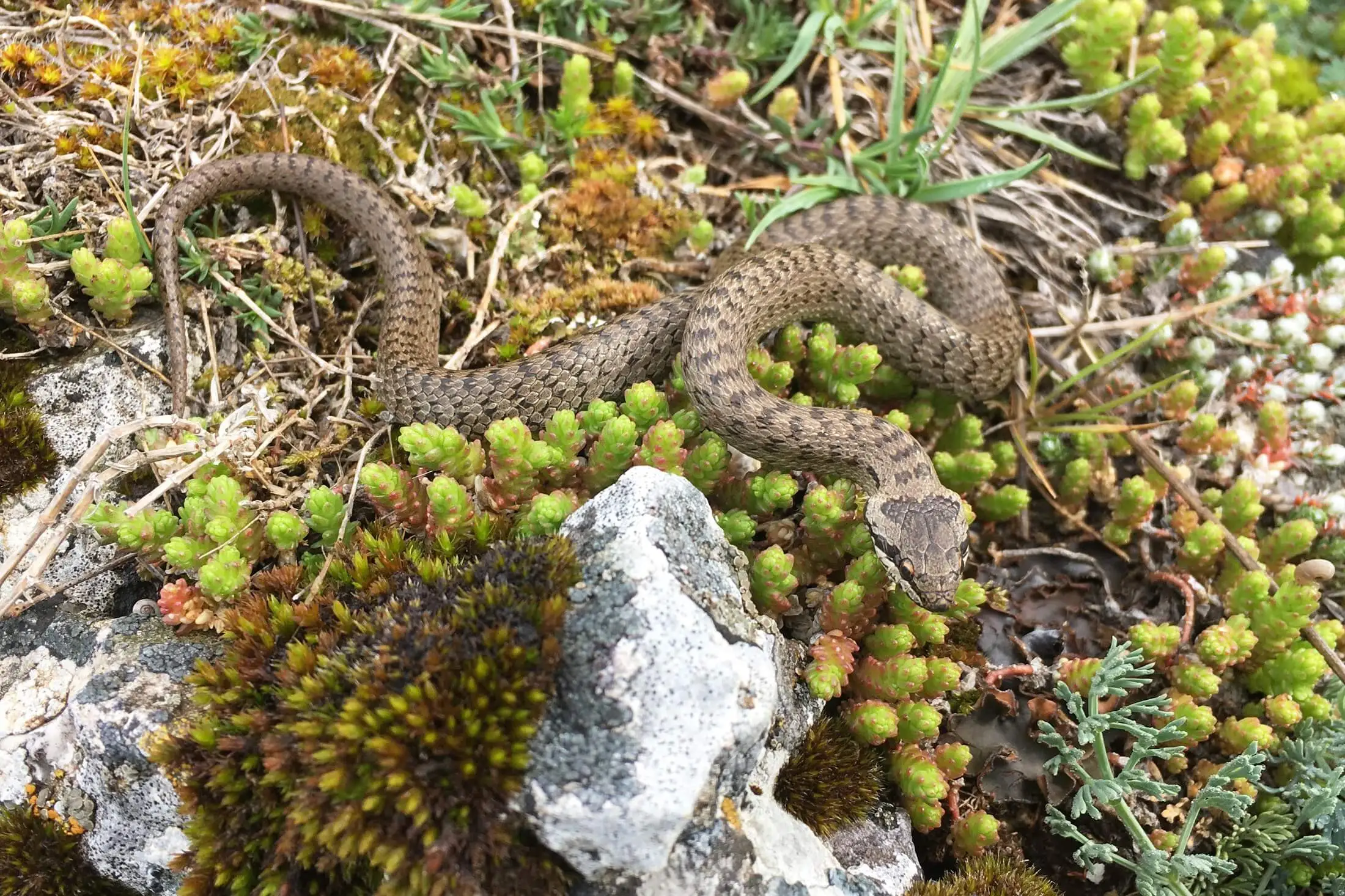 სპილენძა (Coronella austriaca) — საქართველო — ფართოდ გავრცელებული