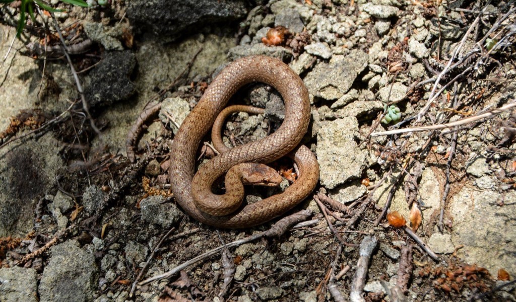 Avusturya yılanı (Coronella austriaca) — ბორჯომ-ხარაგაულის ეროვნული პარკი — ზაური ხაჩიძე