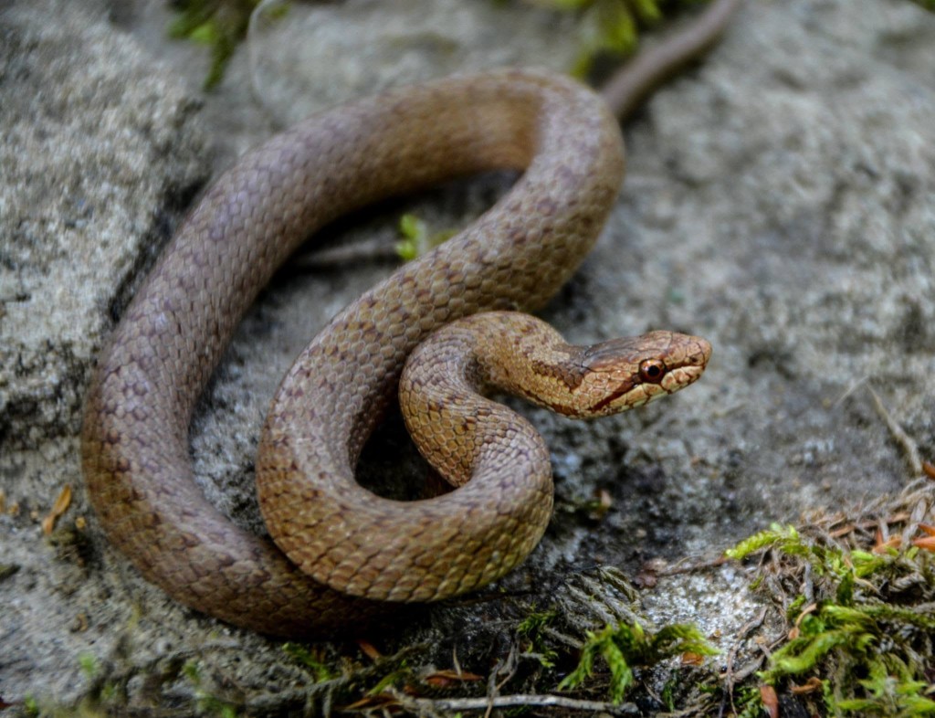 Avusturya yılanı (Coronella austriaca) — ბორჯომ-ხარაგაულის ეროვნული პარკი — ზაური ხაჩიძე