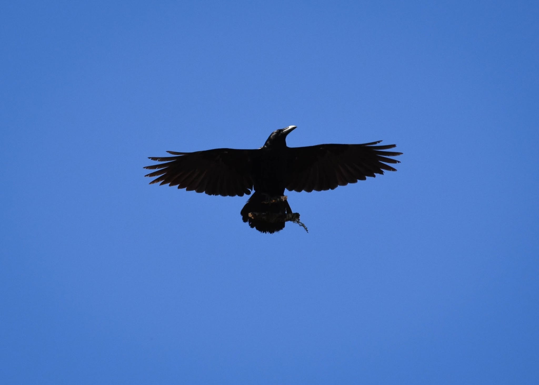 Kuzgun (Corvus corax) — ბორჯომ-ხარაგაულის ეროვნული პარკი — ზაური ხაჩიძე