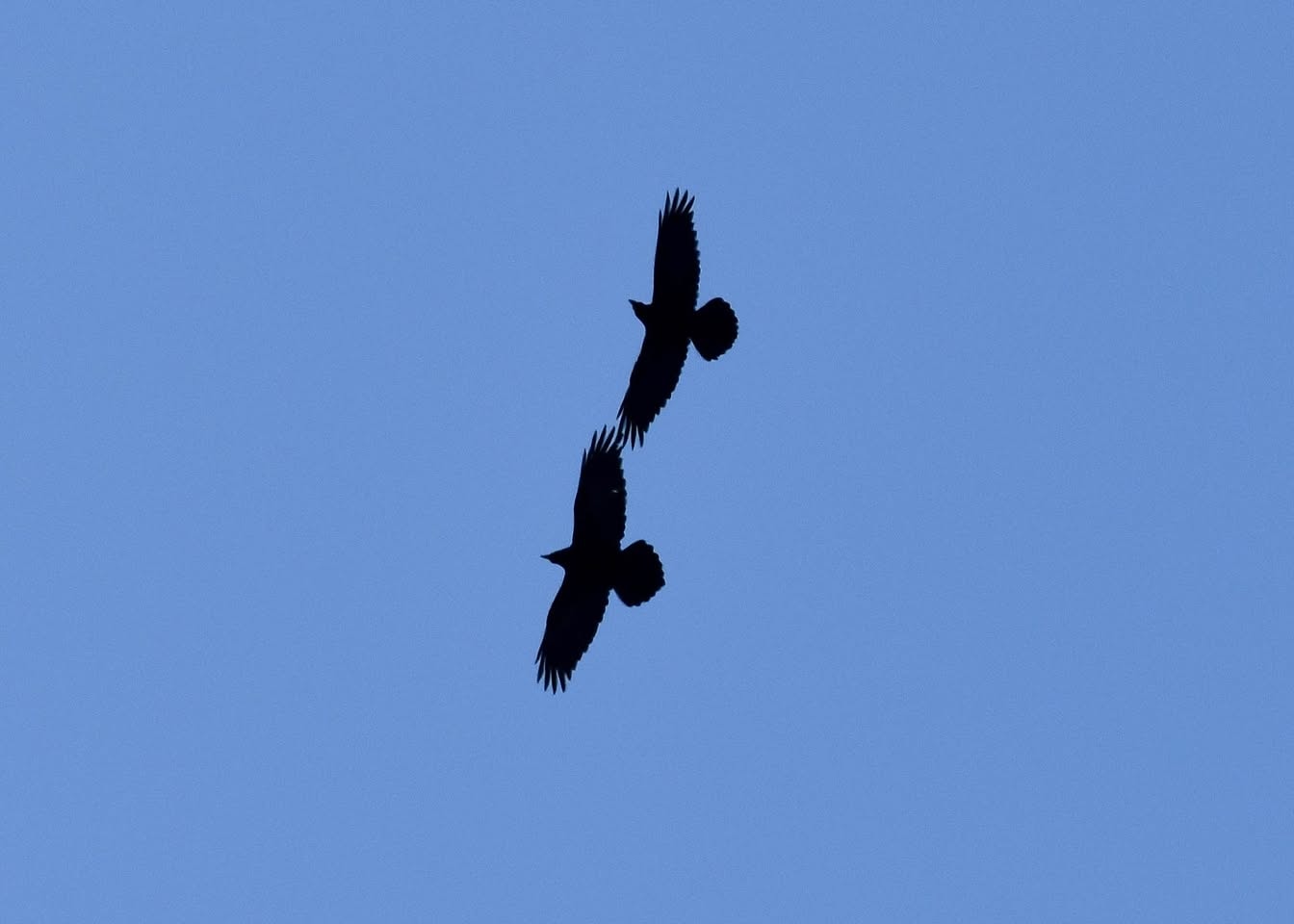 Kuzgun (Corvus corax) — ბორჯომ-ხარაგაულის ეროვნული პარკი — ზაური ხაჩიძე