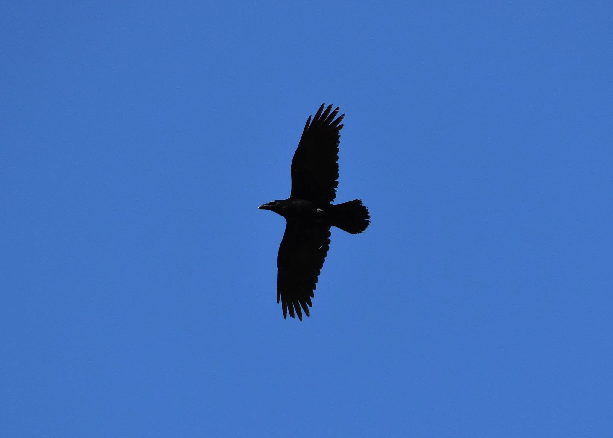 Kuzgun (Corvus corax) — ბორჯომ-ხარაგაულის ეროვნული პარკი — ზაური ხაჩიძე