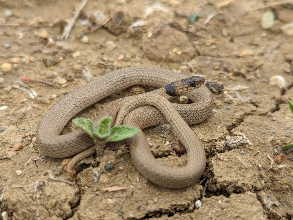 Ошейниковый эйренис (Eirenis collaris) Юго-восточная Грузия