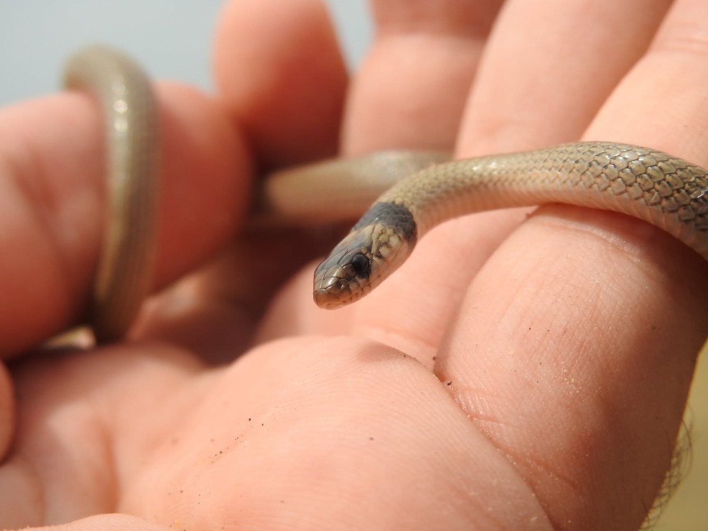Yakalı cüce yılan (Eirenis collaris) — Güneydoğu Gürcistan — ნიკა მელიქიშვილი