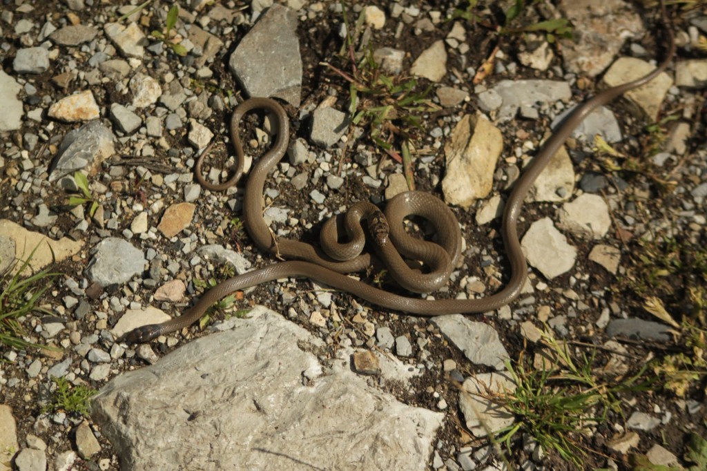 Halkalı başlı cüce yılan (Eirenis modestus) — Doğu ve orta Gürcistan — ზაქრო სონგულაშვილი