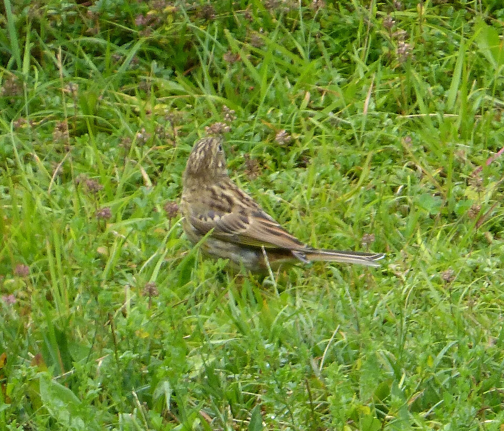 Sarı kiraz kuşu (Emberiza citrinella) — Gürcistan'da kış ziyaretçisi — Gail Hampshire