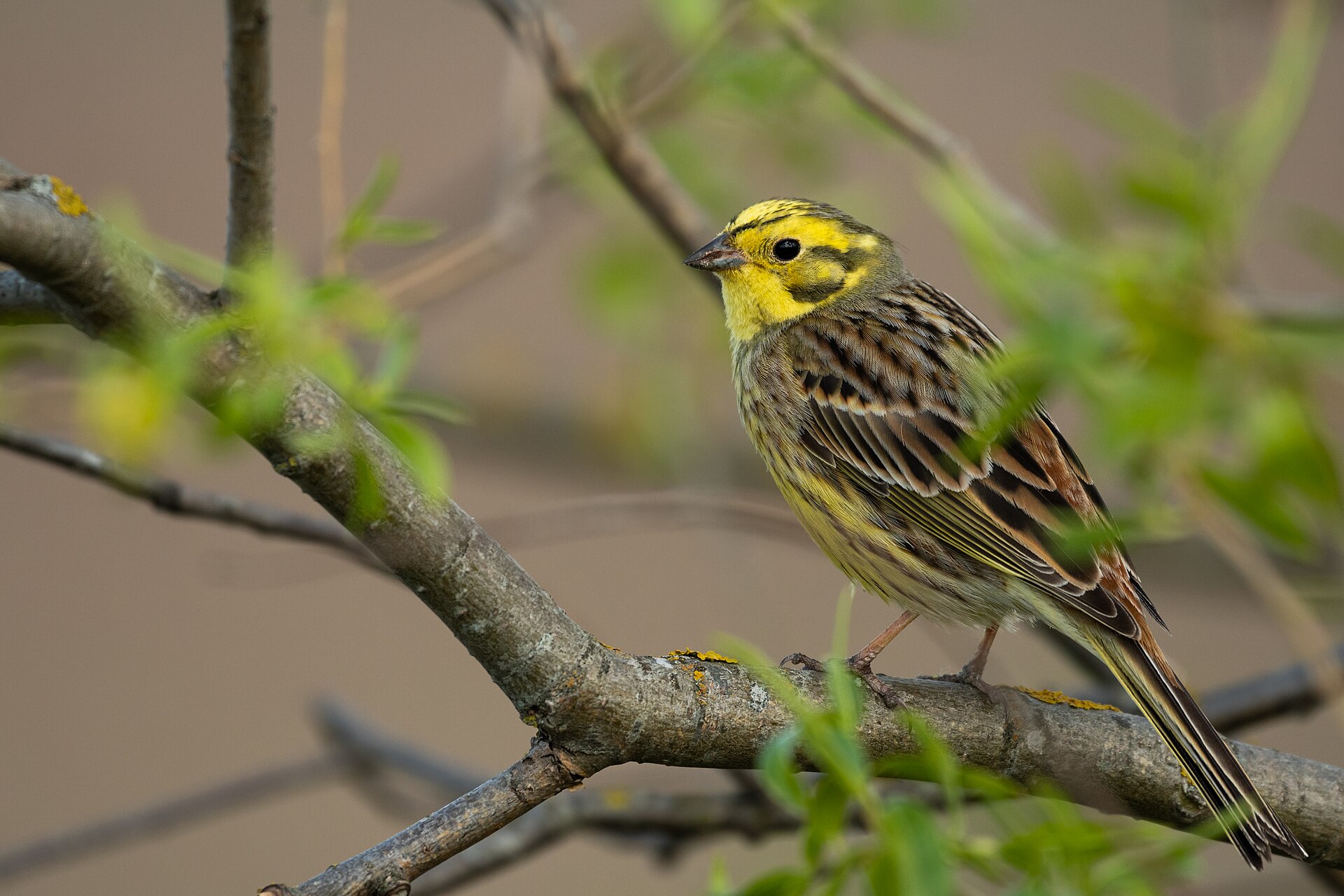 Sarı kiraz kuşu (Emberiza citrinella) — Gürcistan'da kış ziyaretçisi — Горбунова М.С.