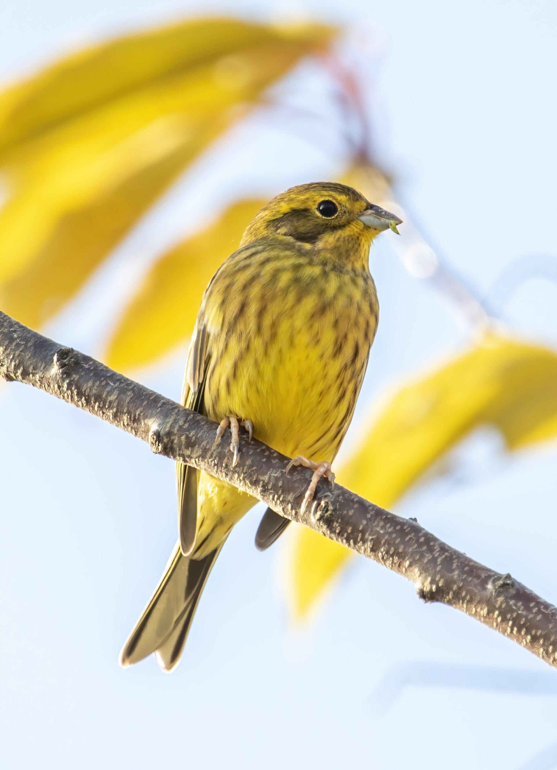 Sarı kiraz kuşu (Emberiza citrinella) — Gürcistan'da kış ziyaretçisi — Alexis Lours