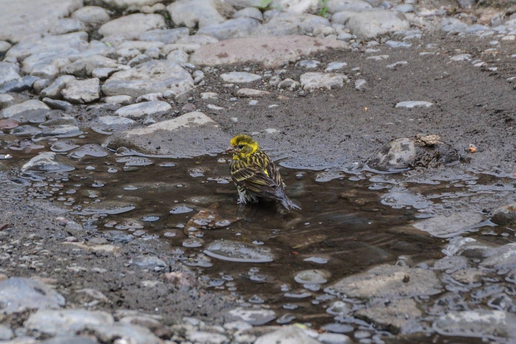 Sarı kiraz kuşu (Emberiza citrinella) — Gürcistan'da kış ziyaretçisi — ზაური ხაჩიძე