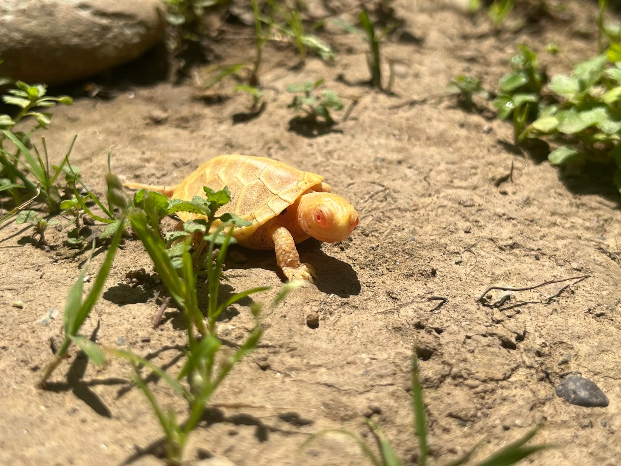 European Pond Turtle (Emys orbicularis) Georgia