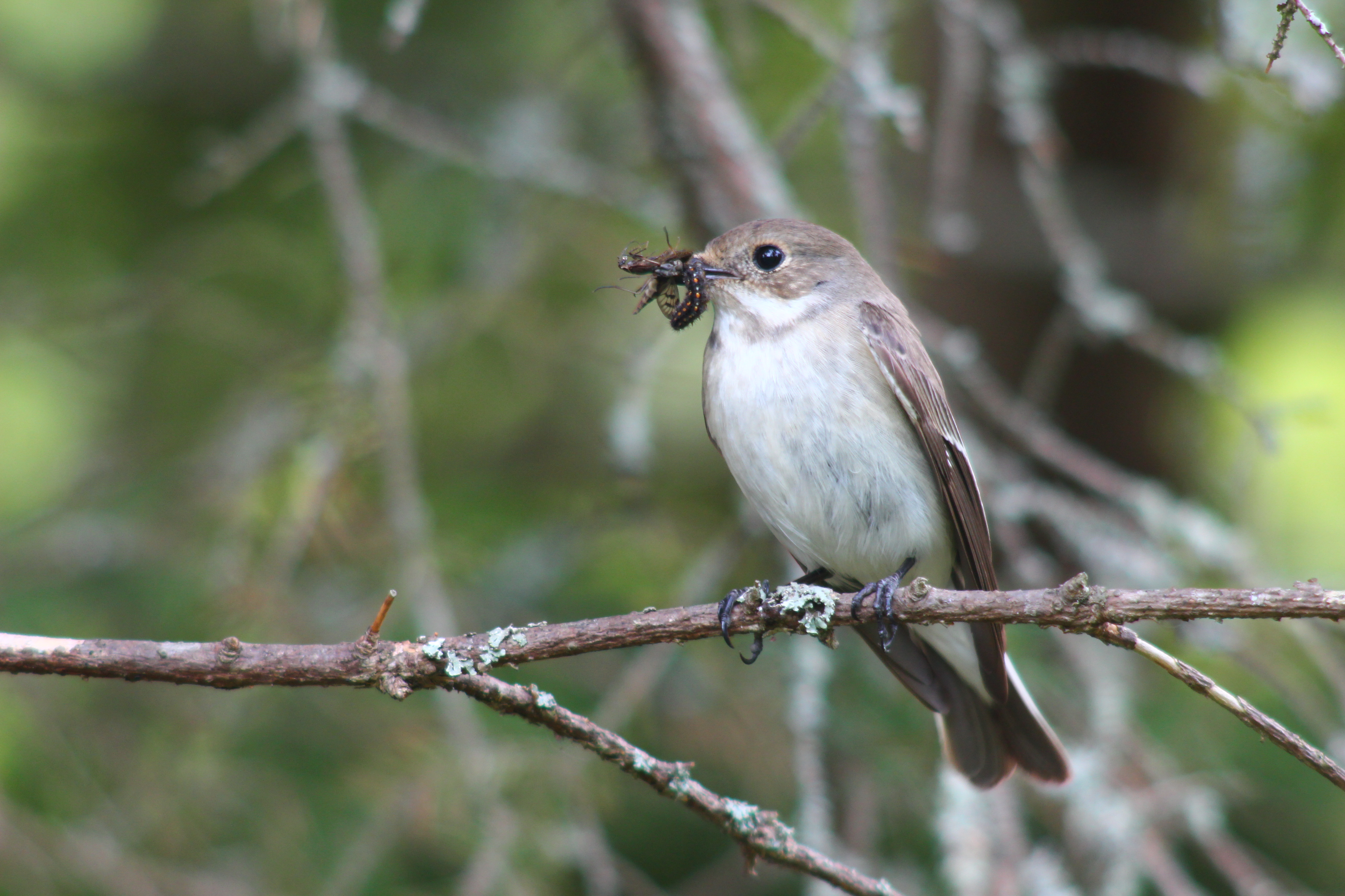 European pied flycatcher (Ficedula hypoleuca) — Finland — Crowbared