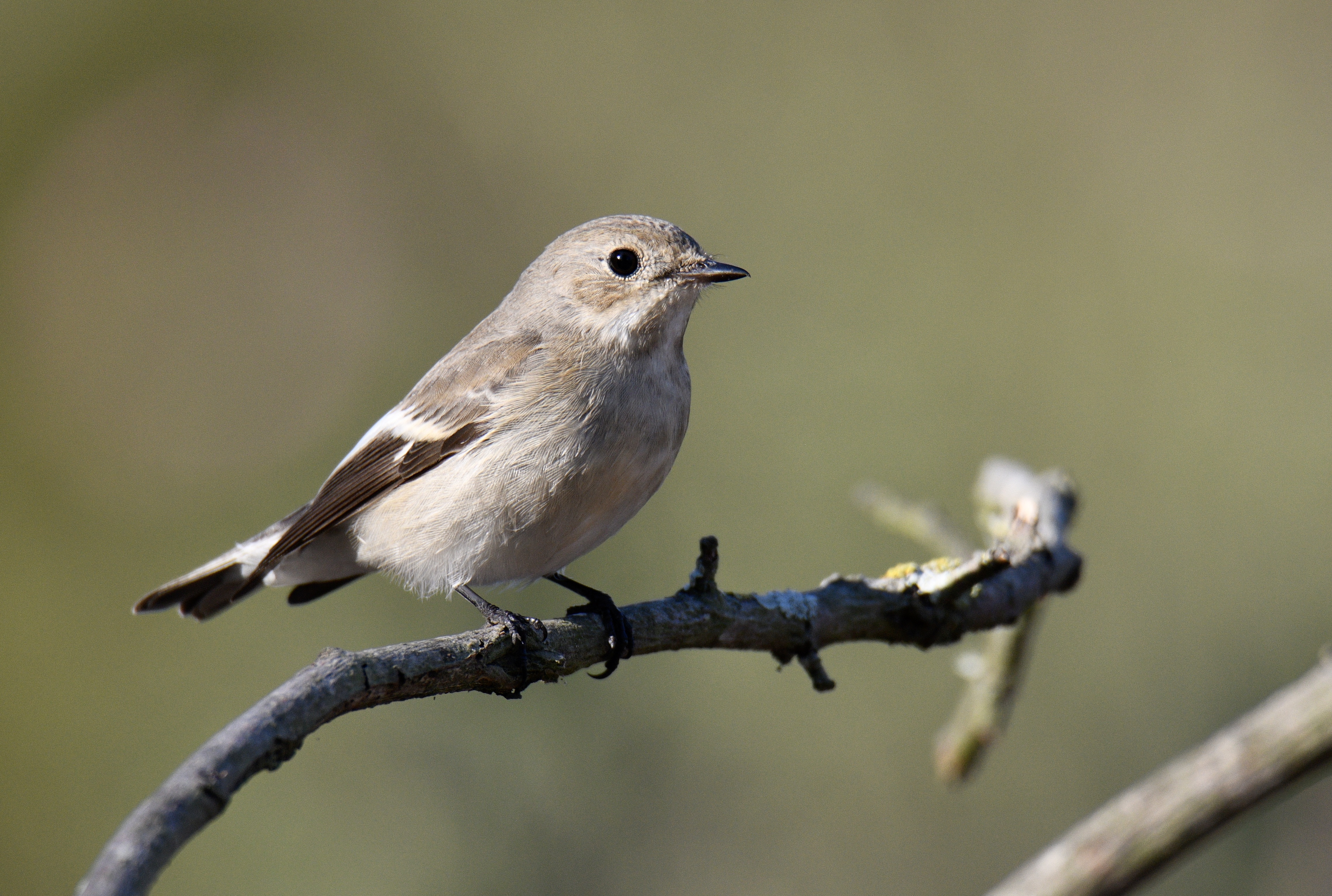 European pied flycatcher (Ficedula hypoleuca) — Salvaterra de Magos — Luiz Lapa